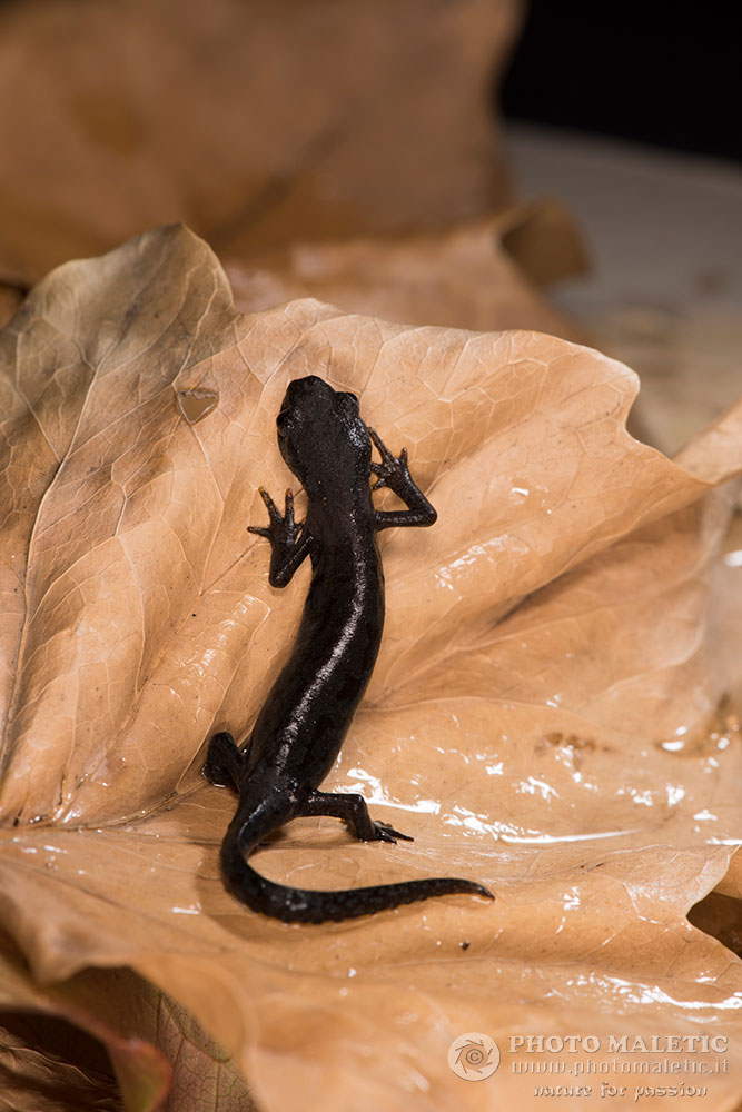 Richiesta ID, Mesotriton alpestris? S, Ichthyosaura alpestris